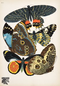 Planche 2, de Papillons, pub. 1925 - Émile Allain Séguy
