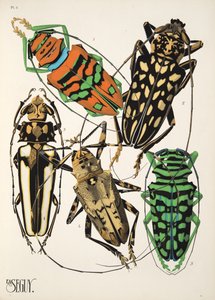 Planche 4 de Insectes, pub. années 1930 - Émile Allain Séguy