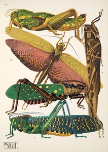 Planche 7 de Insectes, pub. années 1930 - Émile Allain Séguy
