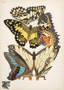 Planche 9, de Papillons, pub. 1925 - Émile Allain Séguy
