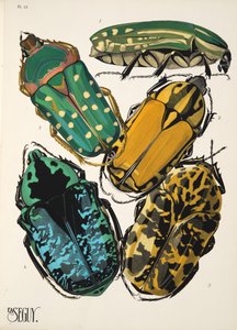 Planche 12 de Insectes, pub. années 1930