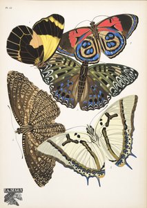 Planche 12 de Papillons, pub. 1925 - Émile Allain Séguy