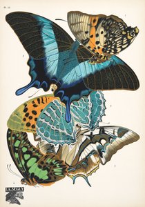 Planche 13, de Papillons, pub. 1925 - Émile Allain Séguy
