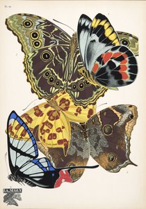 Planche 15 de Papillons, pub. 1925 - Émile Allain Séguy