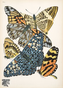 Planche 3, de Papillons, pub. 1925 - Émile Allain Séguy