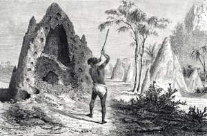 Nids des termites (gravure) - Emile Antoine Bayard