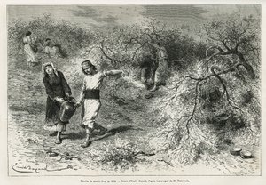 La récolte de mastic, une résine blanche de lentisque, pendant la saison estivale, est à la base de la fabrication d