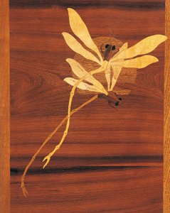 Libellules, détail d
