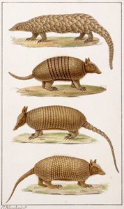 Un grand fourmilier et trois types de tatous