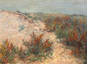 Dunes avec argousier près de Knokke