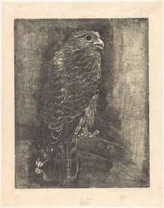 Faucon sur une branche - Emilius Wilhelmus Dehé