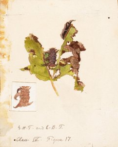 Chenille Feuille Froissée