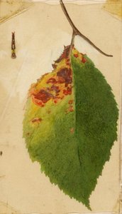 Bord de feuille froissé et flétri imitant une chenille, étude pour le livre La dissimulation de la coloration dans le règne animal