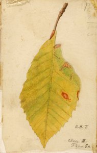 Bord de feuille froissé et flétri imitant une chenille, étude pour le livre La dissimulation de la coloration dans le règne animal