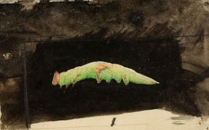 Chenille de la feuille de plage tachetée plus grande..., fin 19e-début 20e siècle