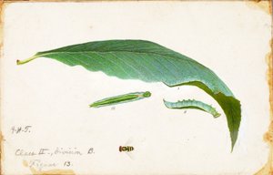 Chenille de bord de feuille de plage non tachetée, étude pour le livre La dissimulation de la coloration dans le règne animal