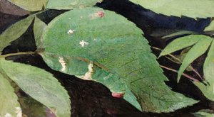 Chenille de feuille de bouleau blanc