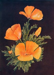 Pavot de Californie, vers 1915 - Emma Graham Clock