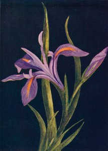 Iris terrestre