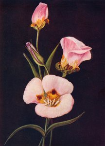 Tulipe Mariposa, vers 1915