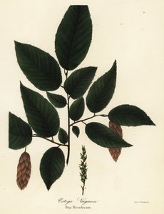 Charme-houblon américain, Ostrya virginiana - Endicott Endicott
