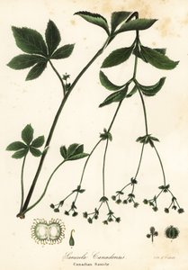 Sanicle du Canada, Sanicula canadensis - Endicott Endicott