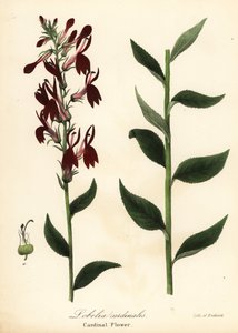 Lobelia cardinalis - Endicott Endicott