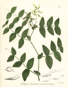 Pois crème ou gesse crème, Lathyrus ochroleucus - Endicott Endicott