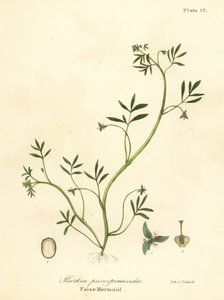 Fausse sirène, Floerkea proserpinacoides - Endicott Endicott