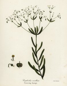 Euphorbe fleurie, Euphorbia corollata - Endicott Endicott