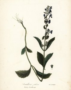 Scutellaria elliptica - Endicott Endicott