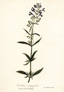 Scutellaria integrifolia - Endicott Endicott