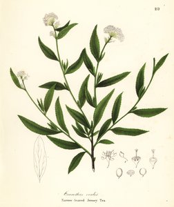 Thé de Jersey, Ceanothus herbaceus - Endicott Endicott