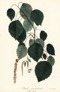 Grand tremble, peuplier à grandes dents, peuplier blanc, Populus grandidentata - Endicott Endicott