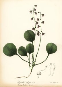 Pyrole à feuilles d