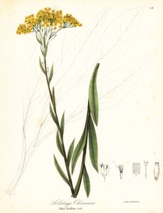 Verge d
