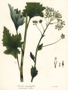 Plantain indien pâle, Arnoglossum atriplicifolium - Endicott Endicott
