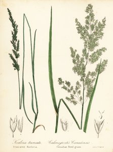Sphenopholis obtusata et Calamagrostis canadensis - Endicott Endicott