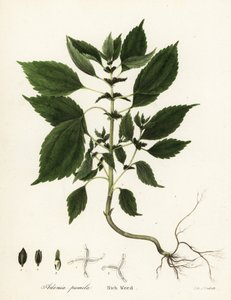 Herbe riche, Adenia pumila - Endicott Endicott