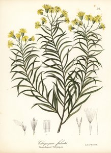 Pityopsis falcata - Endicott Endicott