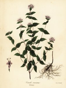 Menthe de pierre, Cunila origanoides - Endicott Endicott