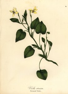 Violette crème striée, Viola striata - Endicott Endicott