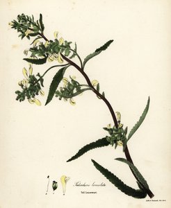 Pédiculaire des marais, Pedicularis lanceolata - Endicott Endicott