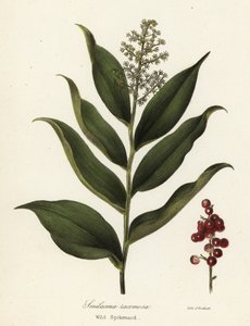Maianthemum racemosum (Smilacina racemosa)
