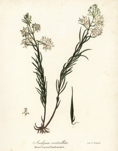 Asclépiade verticillée, Asclepias verticillata - Endicott Endicott