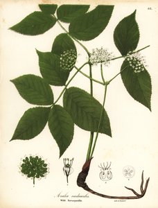 Salsepareille sauvage, Aralia nudicaulis - Endicott Endicott
