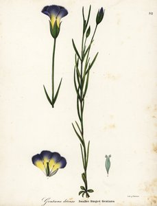 Gentiane frangée du moulin, Gentianopsis detonsa - Endicott Endicott