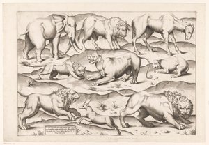 Neuf animaux sauvages