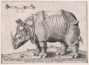 Rhinocéros - Enea Vico