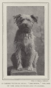 Un vétéran canin mort, Drummer, le chien des Northumberland Fusiliers